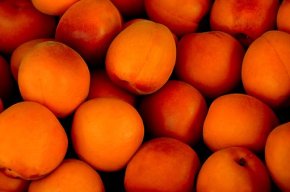 apricot-1556851__340