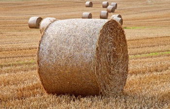 Straw on the field