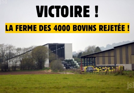 victoire 4000 bovins
