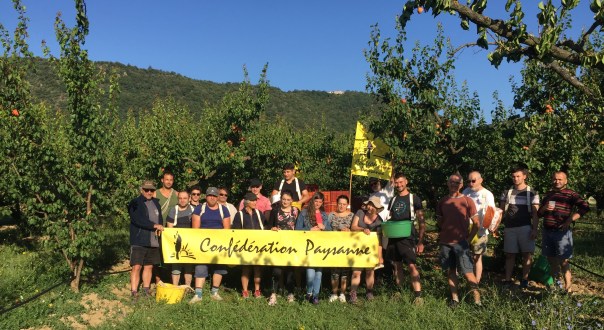 Ramassage abricots - GLUN - 16 juillet 2019