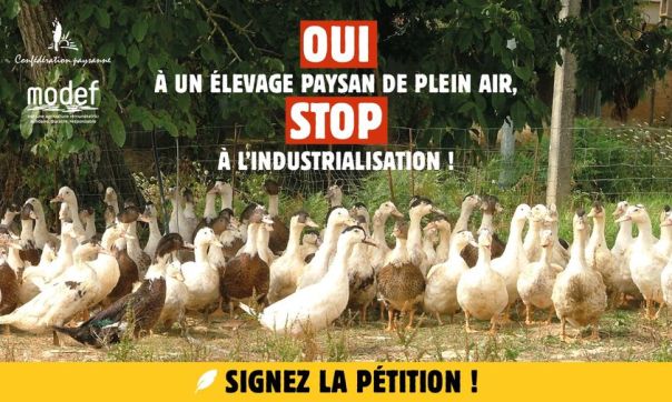 Pétition volailles plein air